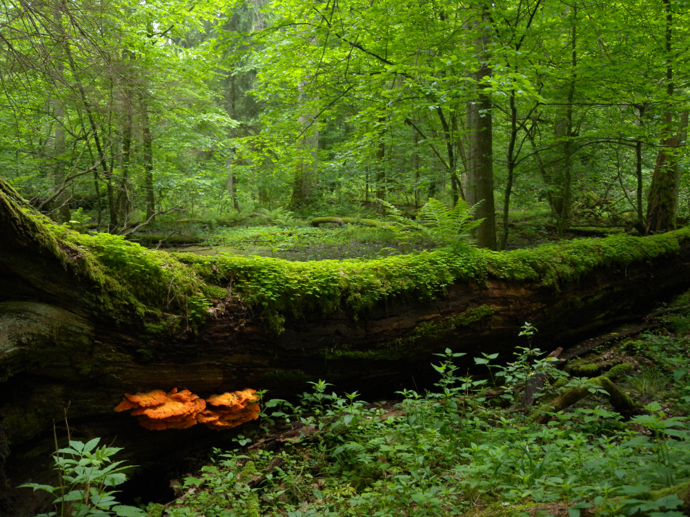A decaying log in the Bialowieza oldgrowth reserve. The orange mushroom (Laetiporus sulphureus) in front is edible and known as "chicken of the woods".